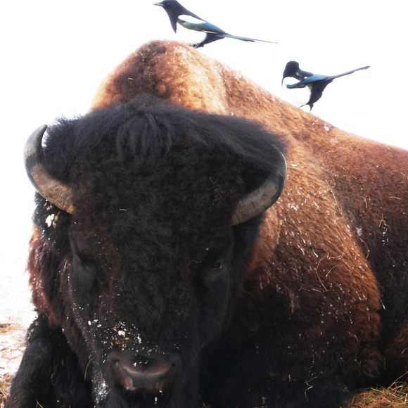 BISON & BIRDS PRINT of 1st PRIZE WINNING ORIGINAL